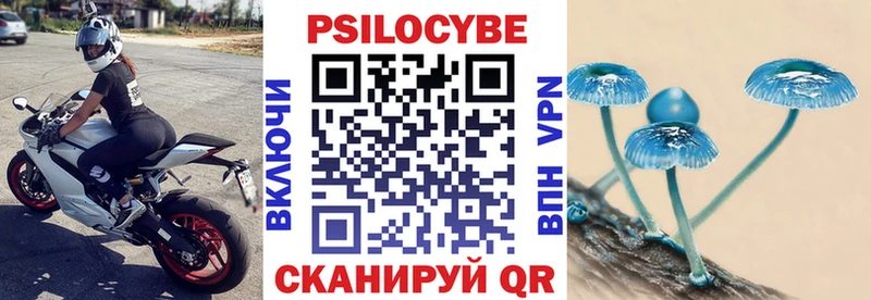 закладка  Бородино  Галлюциногенные грибы Psilocybine cubensis 